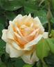 Baxter Beauty rose photo
