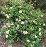Baxter Beauty rose photo