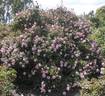 Madame Jules Thibaud rose photo