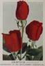 Chieftain rose photo