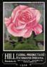Rose Hill rose photo