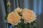 Delore rose photo