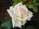 Delore rose photo