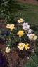 Constance rose photo