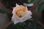 Beryl Bach rose photo