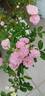 Chandrika rose photo