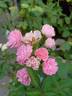 Chandrika rose photo