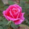 Charlotte Armstrong rose photo