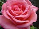 Lily de Gerlache rose photo