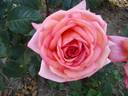 Lily de Gerlache rose photo