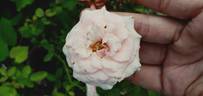 Diadem rose photo