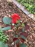 Honeysweet rose photo