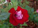 Roulette rose photo