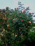 Aloha ® rose photo