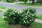 Sunny Knock Out rose photo