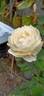 Windermere rose photo