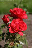 Unn rose photo