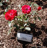 Gondul rose photo