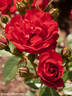 Gondul rose photo