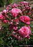Jutul rose photo
