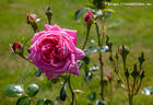 Jutul rose photo