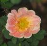 Prairie Peace rose photo