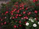 Electric Poetry rose photo