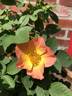 Morden Sunrise rose photo