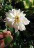 RENFAWOLGHHERXWAR rose photo