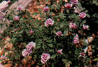 Birthday Party rose photo