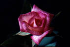 Charmglo rose photo