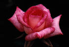 Charmglo rose photo