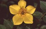 My Sunshine rose photo