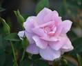 2016 S1 T5 rose photo