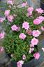 2016 S1 T5 rose photo