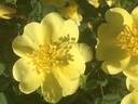 <i>Rosa xanthina</i> 'Manchu Rose' rose photo