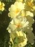 <i>Rosa xanthina</i> 'Manchu Rose' rose photo