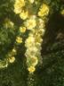 <i>Rosa xanthina</i> 'Manchu Rose' rose photo