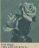 Florex rose photo