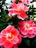 Allée Abricot ® rose photo