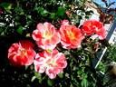 Allée Abricot ® rose photo