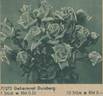 Geheimrat Duisberg rose photo