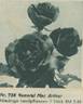 General MacArthur rose photo