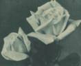 Goldener Traum rose photo