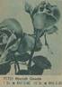 Hinrich Gaede rose photo