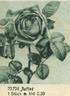 Juliet rose photo