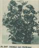 Kätchen von Heilbronn rose photo