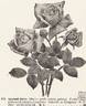 Laurent Carle rose photo