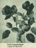 Leuchtfeuer rose photo