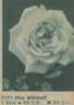 Miss Willmott rose photo